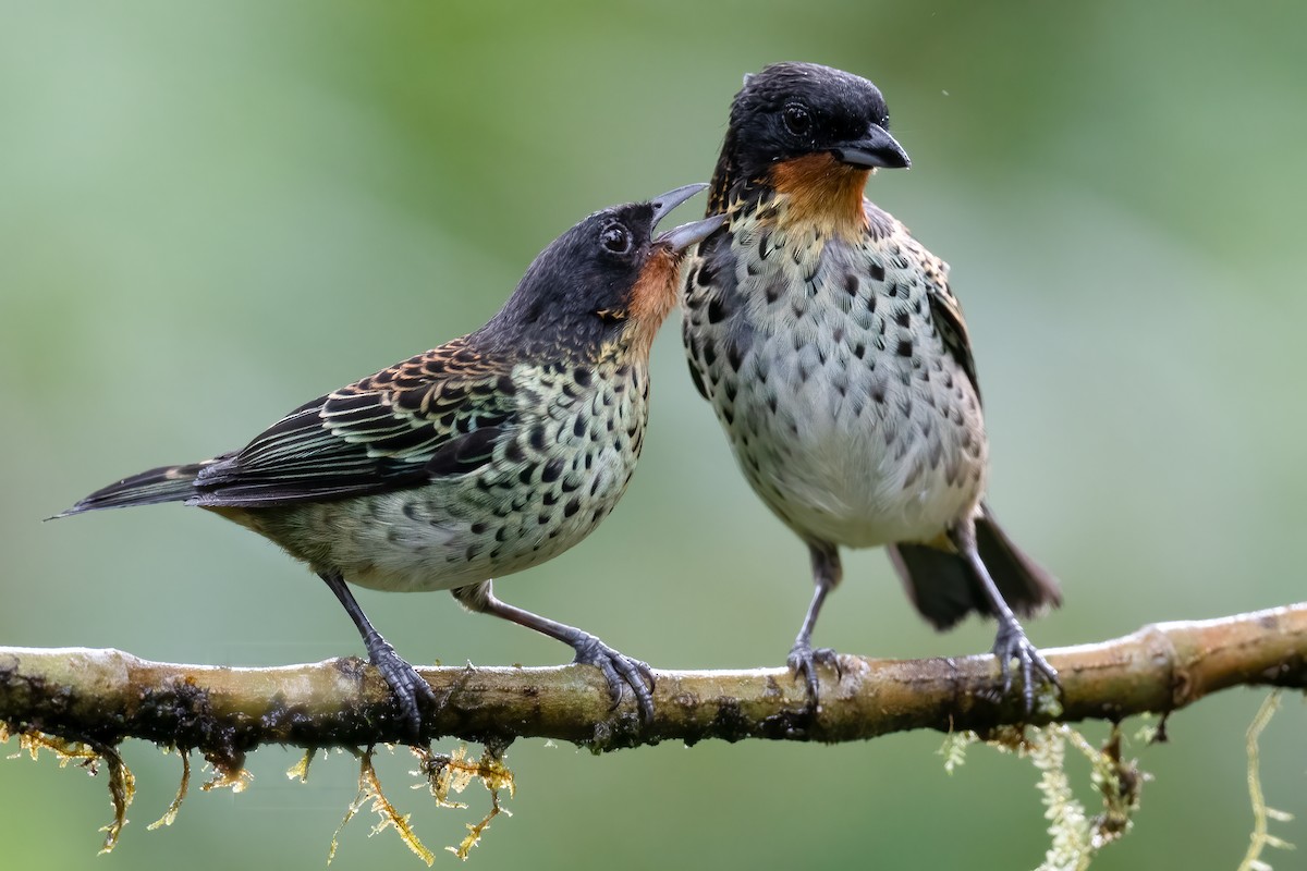 Rufous-throated Tanager - ML535496981