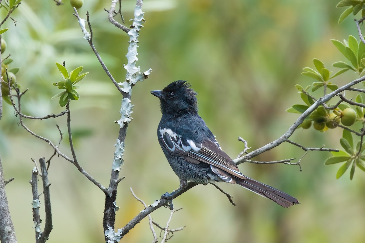 Southern Black-Tit - ML535498551