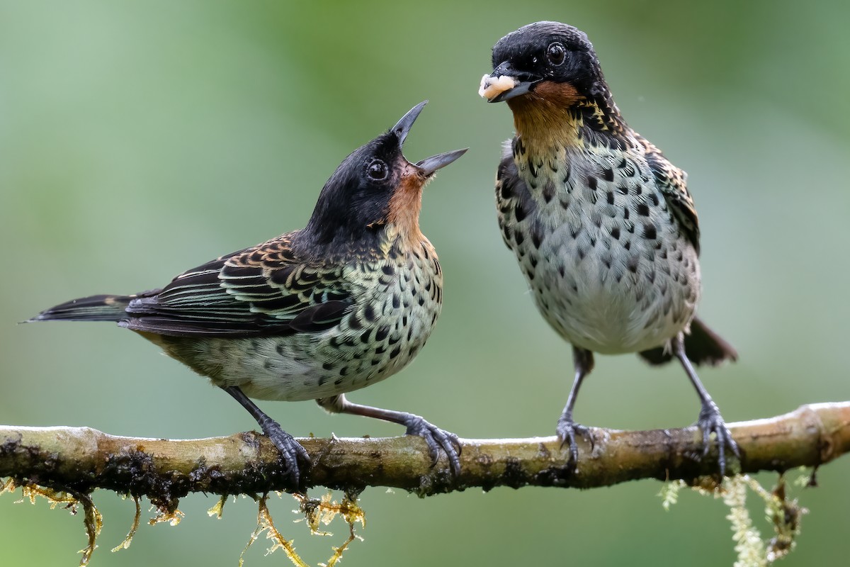 Rufous-throated Tanager - Ben  Lucking