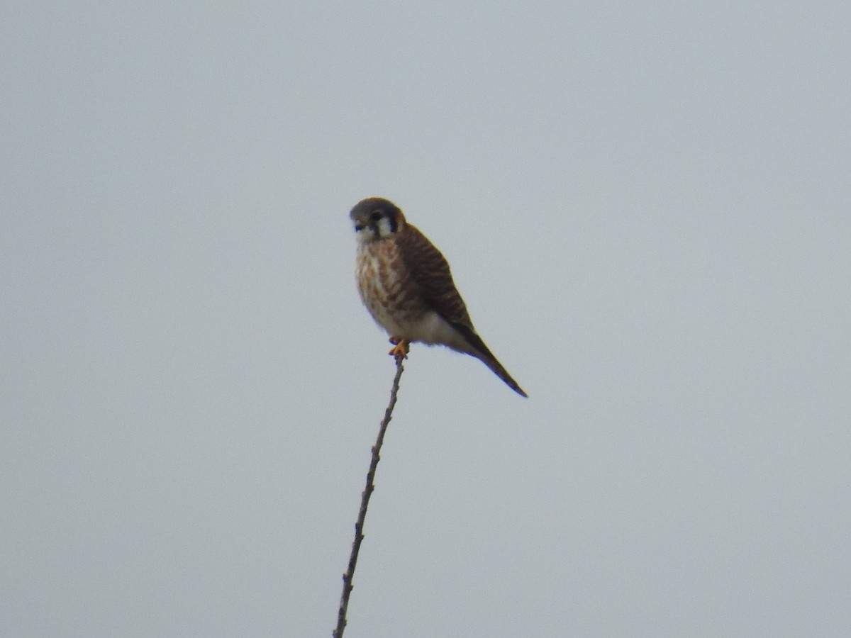 American Kestrel - ML535499101