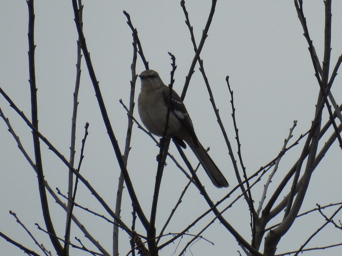 Northern Mockingbird - ML535499191