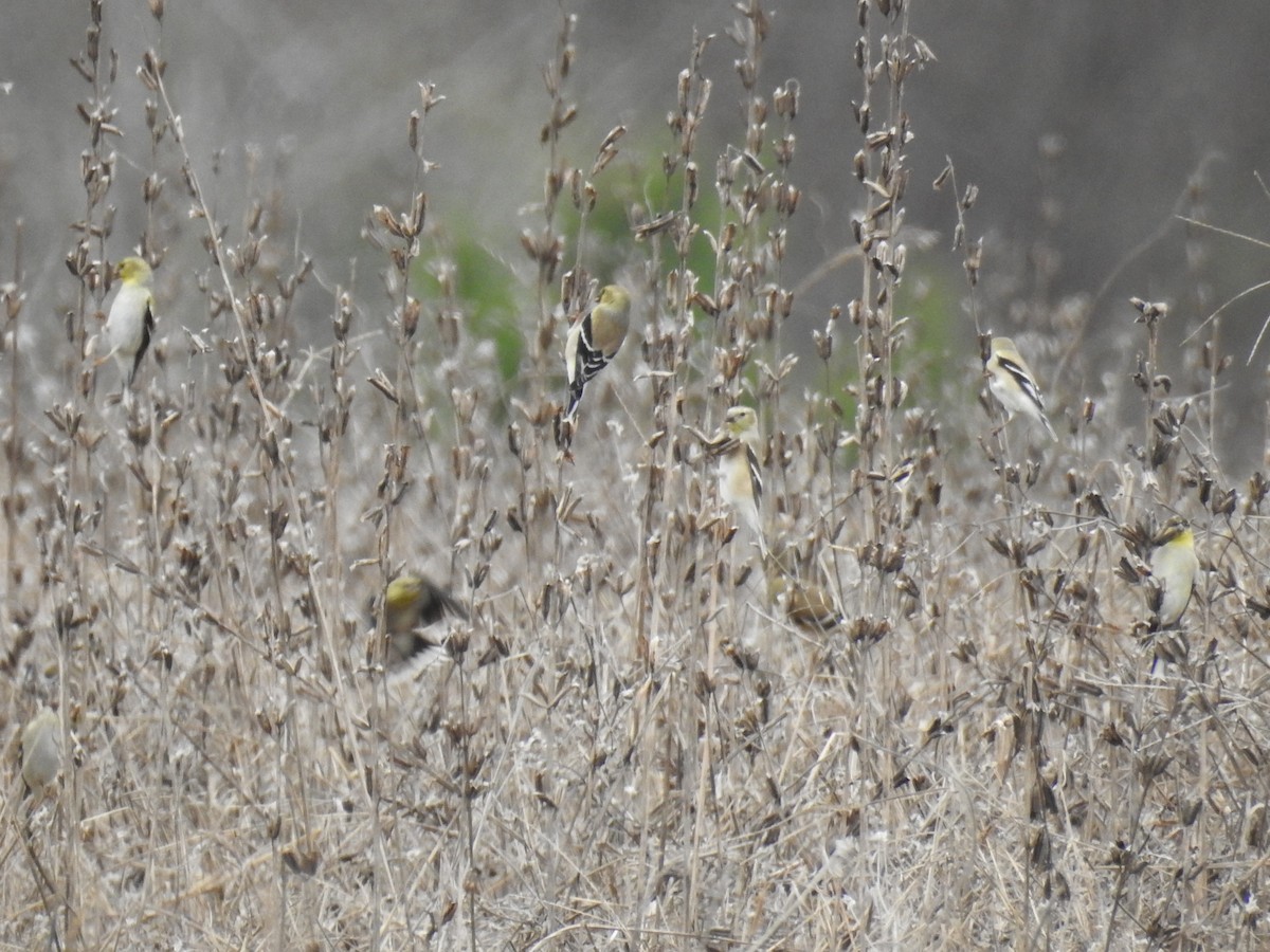 American Goldfinch - ML535499351