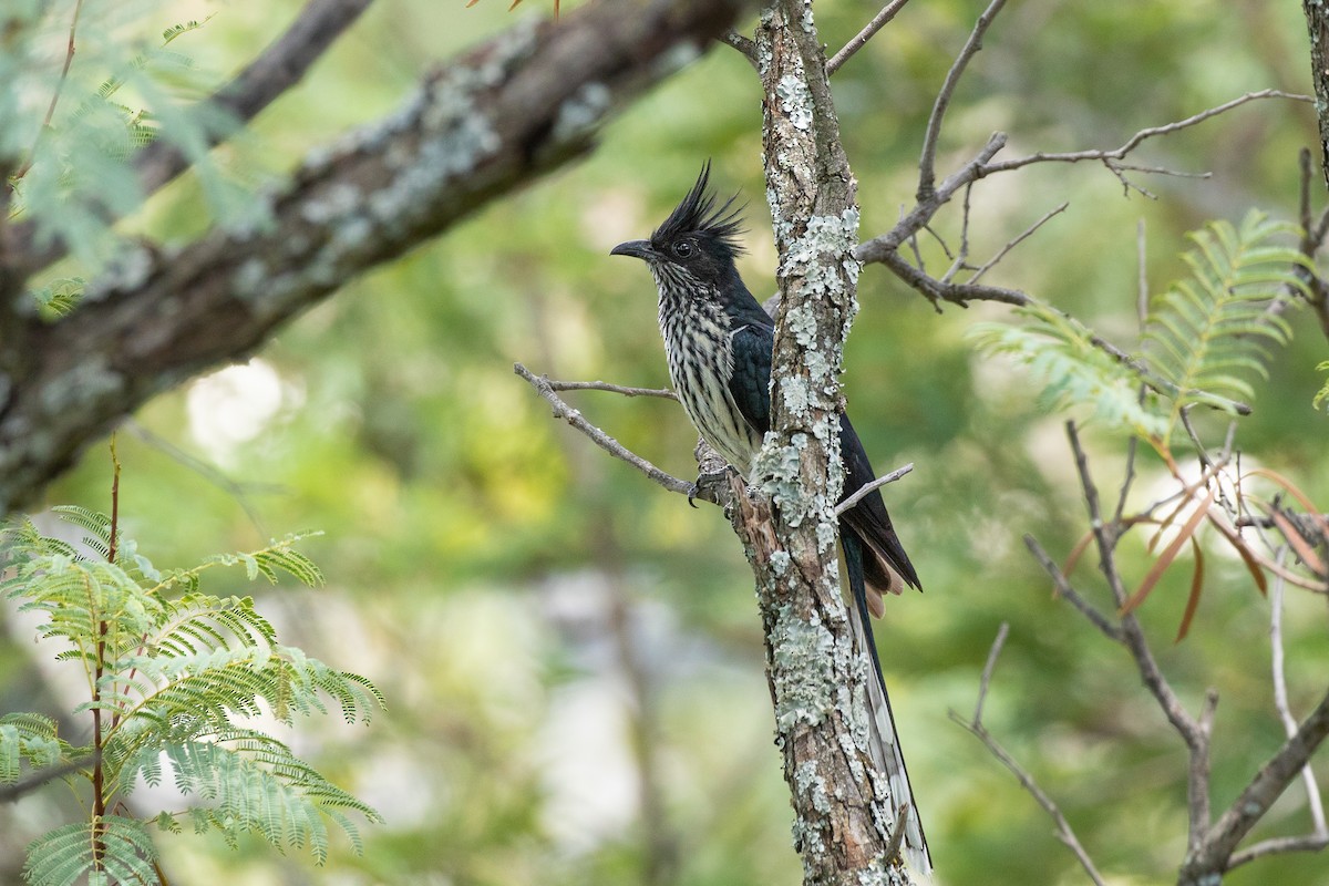 Levaillant's Cuckoo - Michael Henry