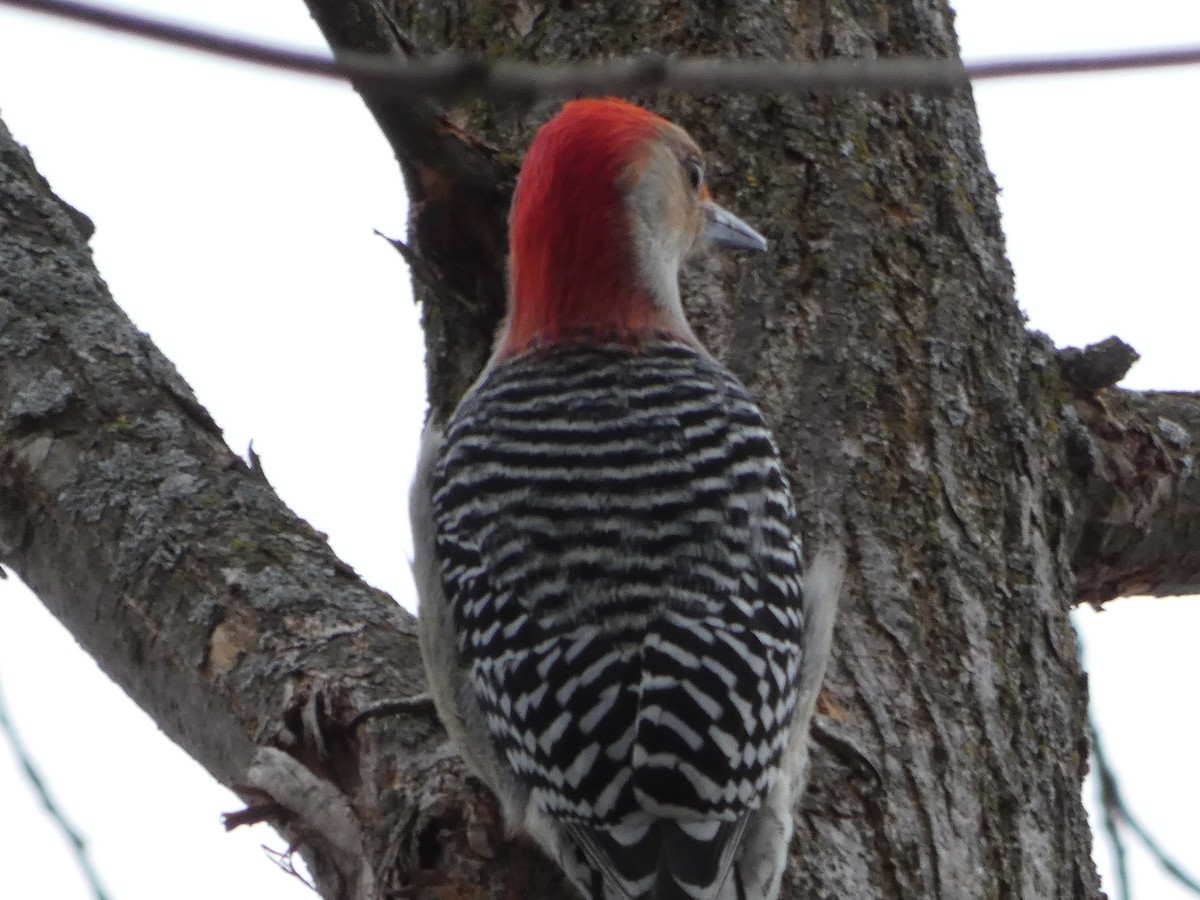 Red-bellied Woodpecker - ML535499951