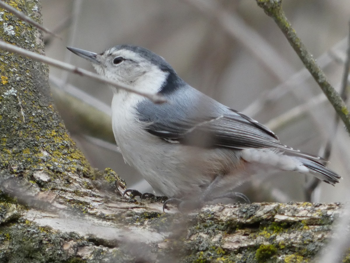 White-breasted Nuthatch - ML535500051