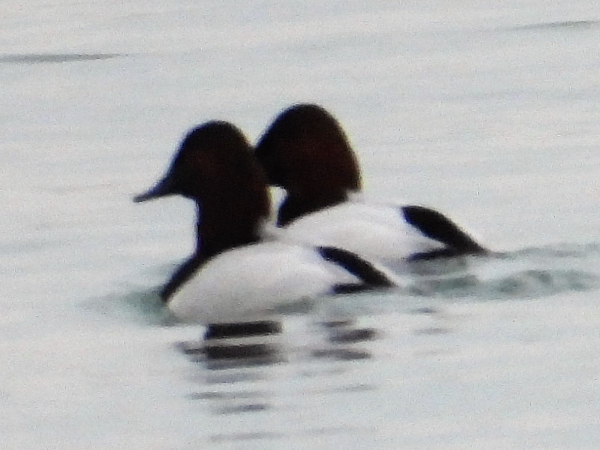 Canvasback - ML535501711