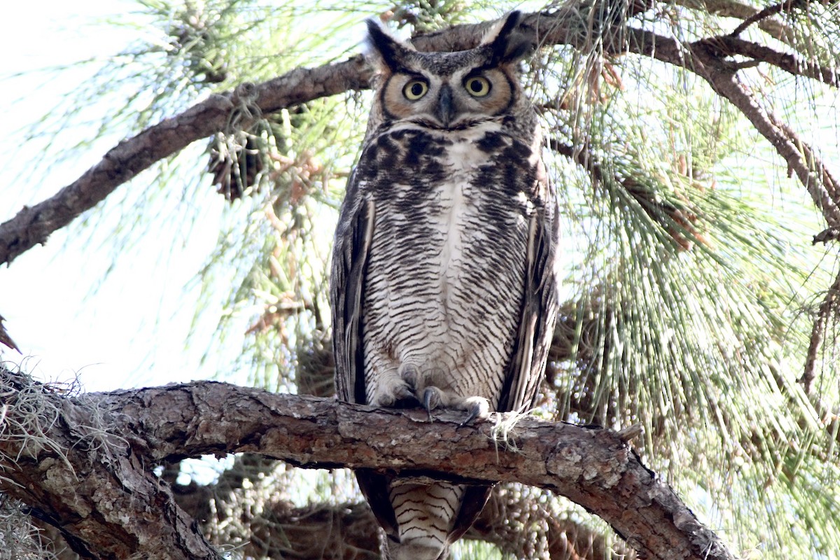 Great Horned Owl - ML535503821