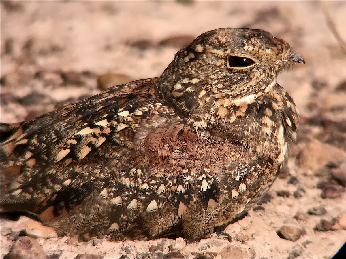 Least Nighthawk - Bruno Rennó