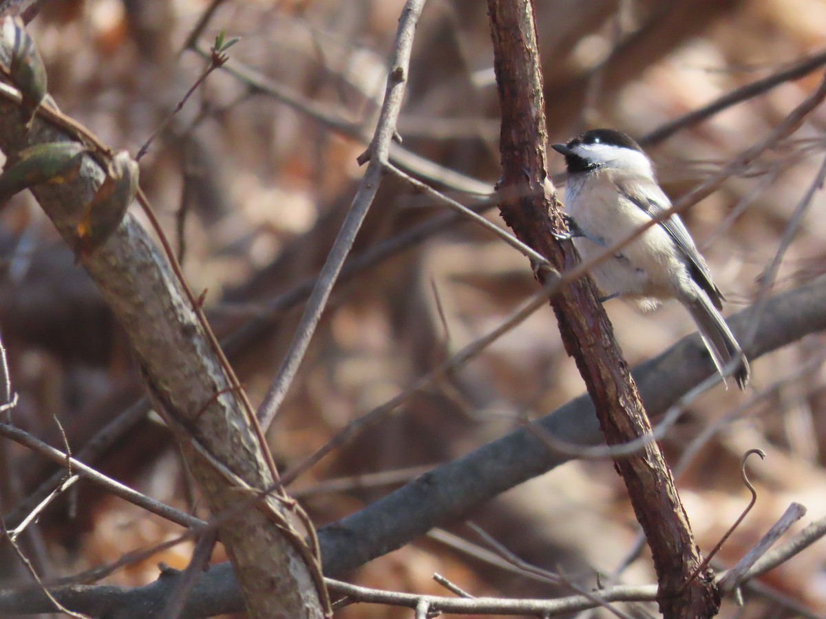 Black-capped Chickadee - ML535504501