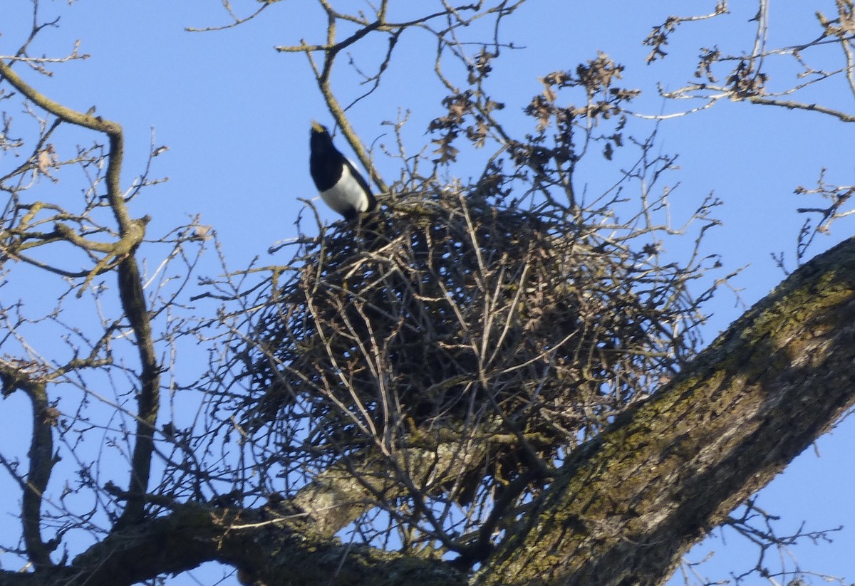 Yellow-billed Magpie - ML535504991