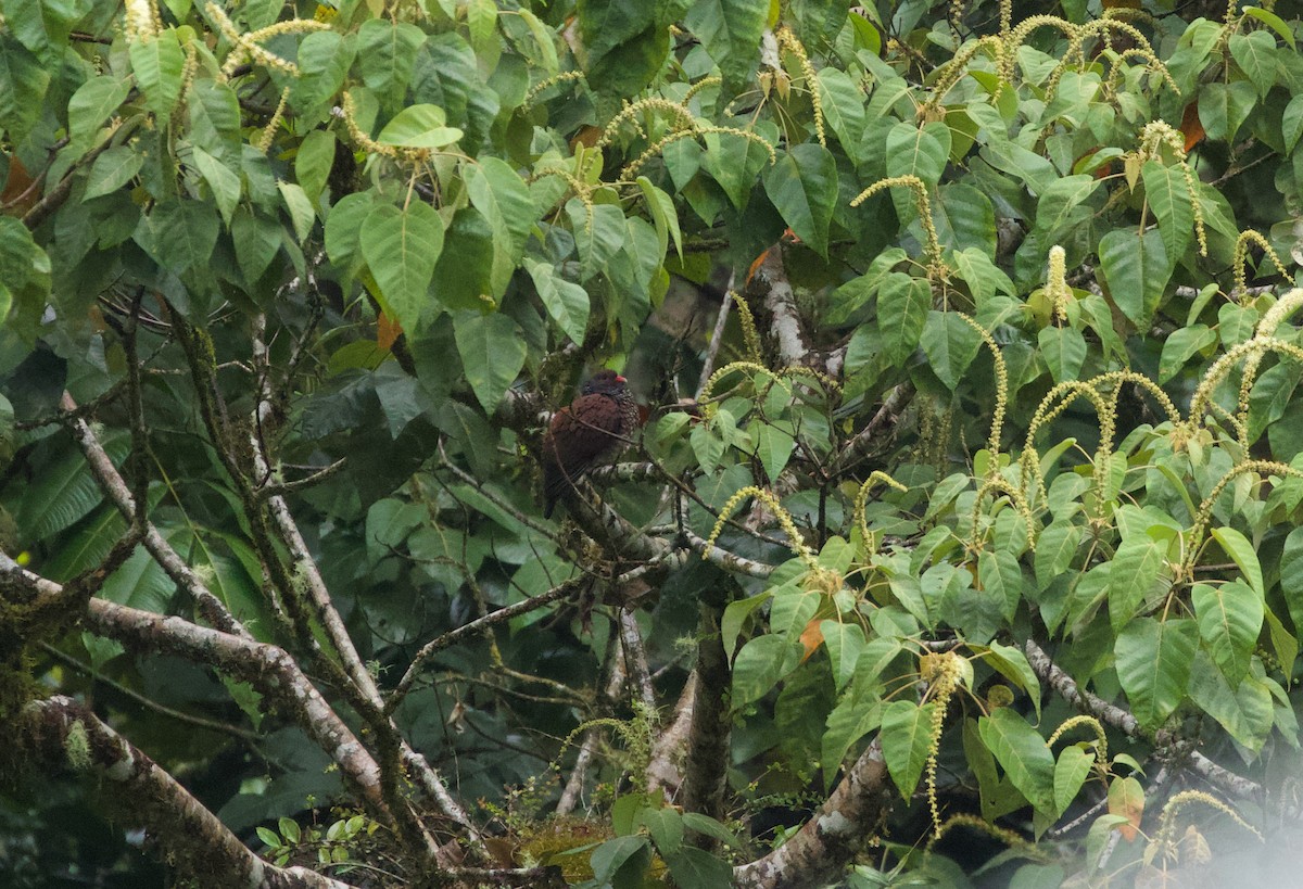 Scaled Pigeon - ML535506181