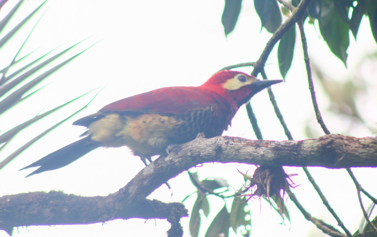 Crimson-mantled Woodpecker - ML535506401