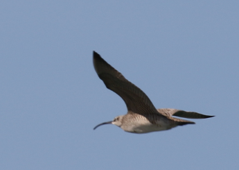 Whimbrel - ML53550721