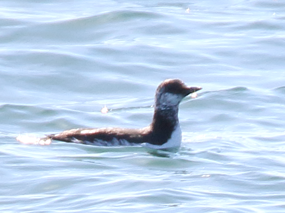 Guillemot marmette - ML53550741