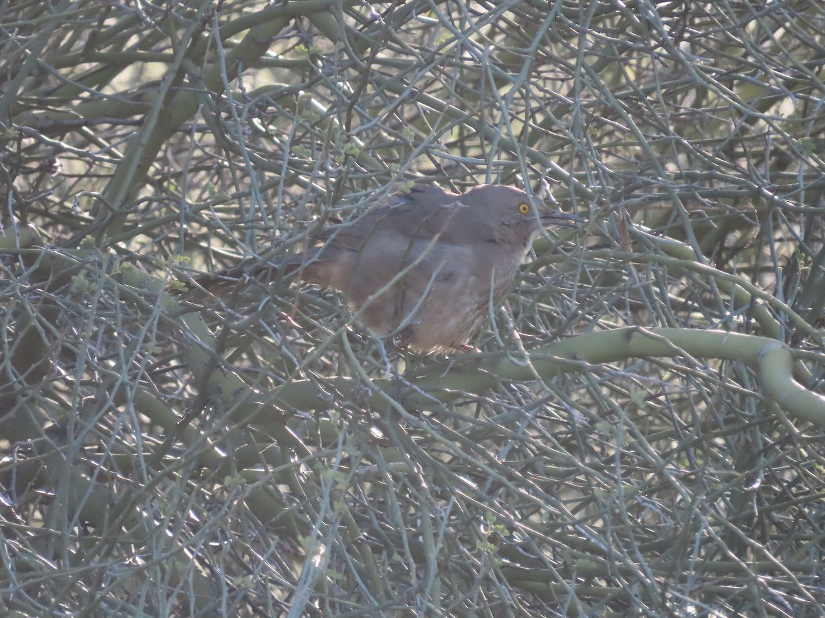 Curve-billed Thrasher - ML535508881