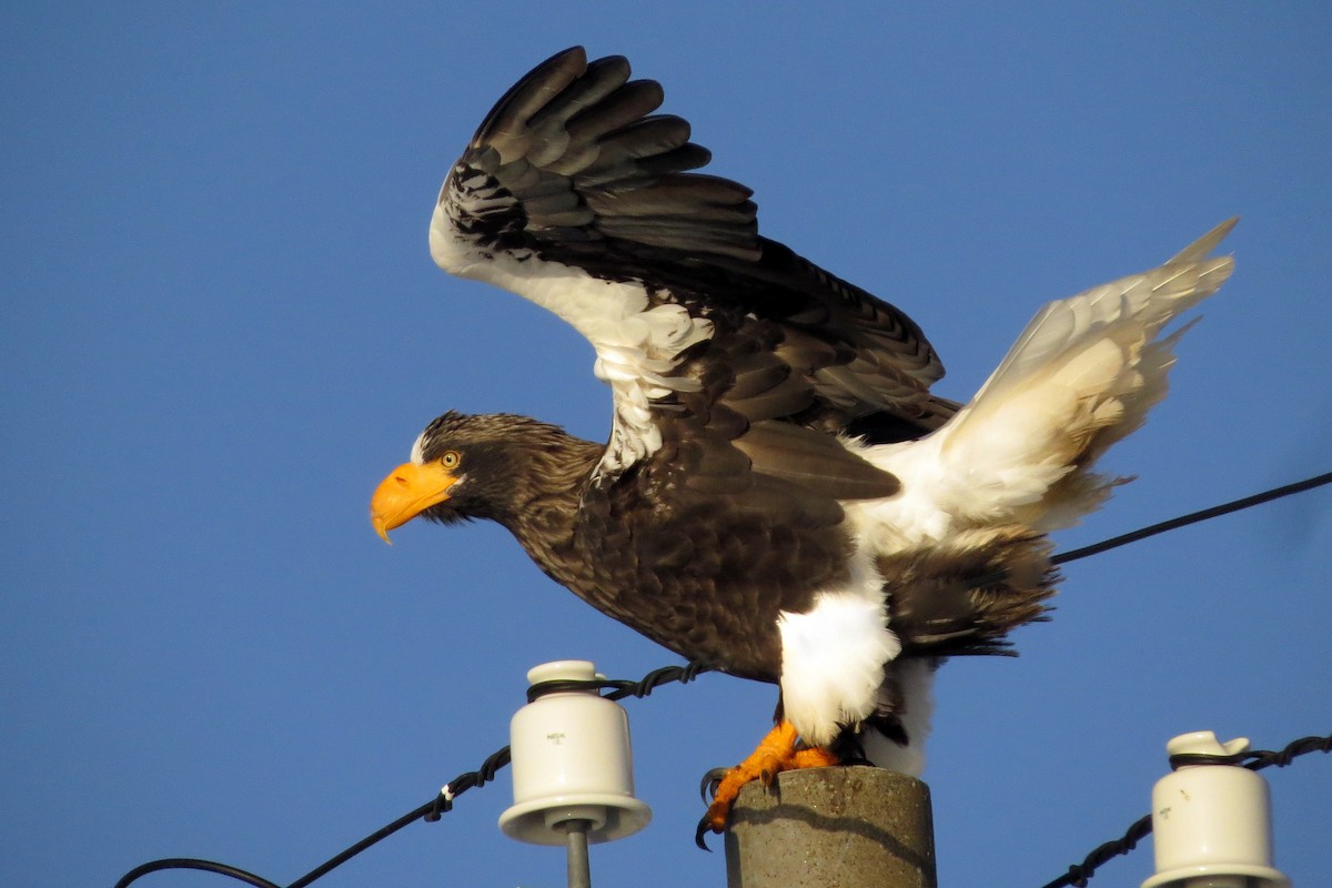 Steller's Sea-Eagle - ML535509191