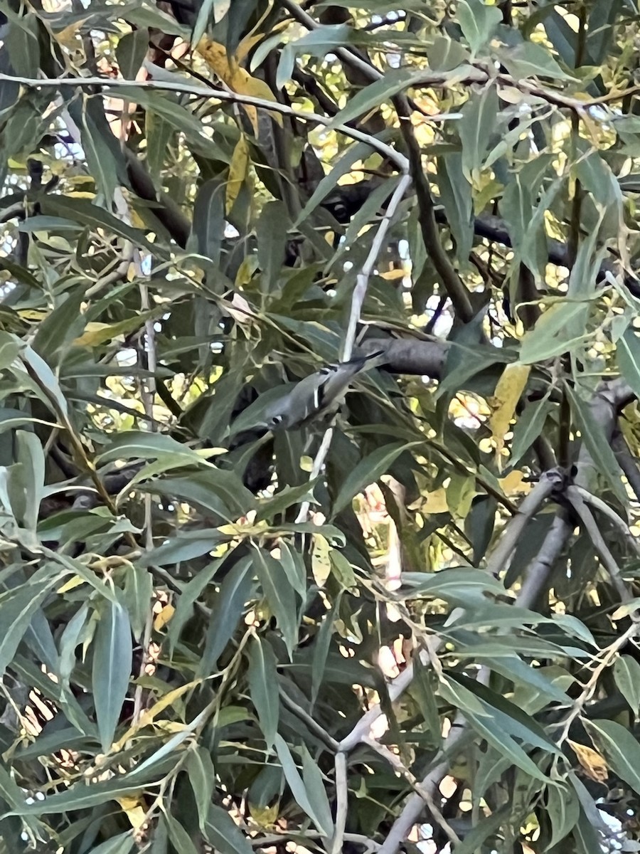Ruby-crowned Kinglet - ML535509581