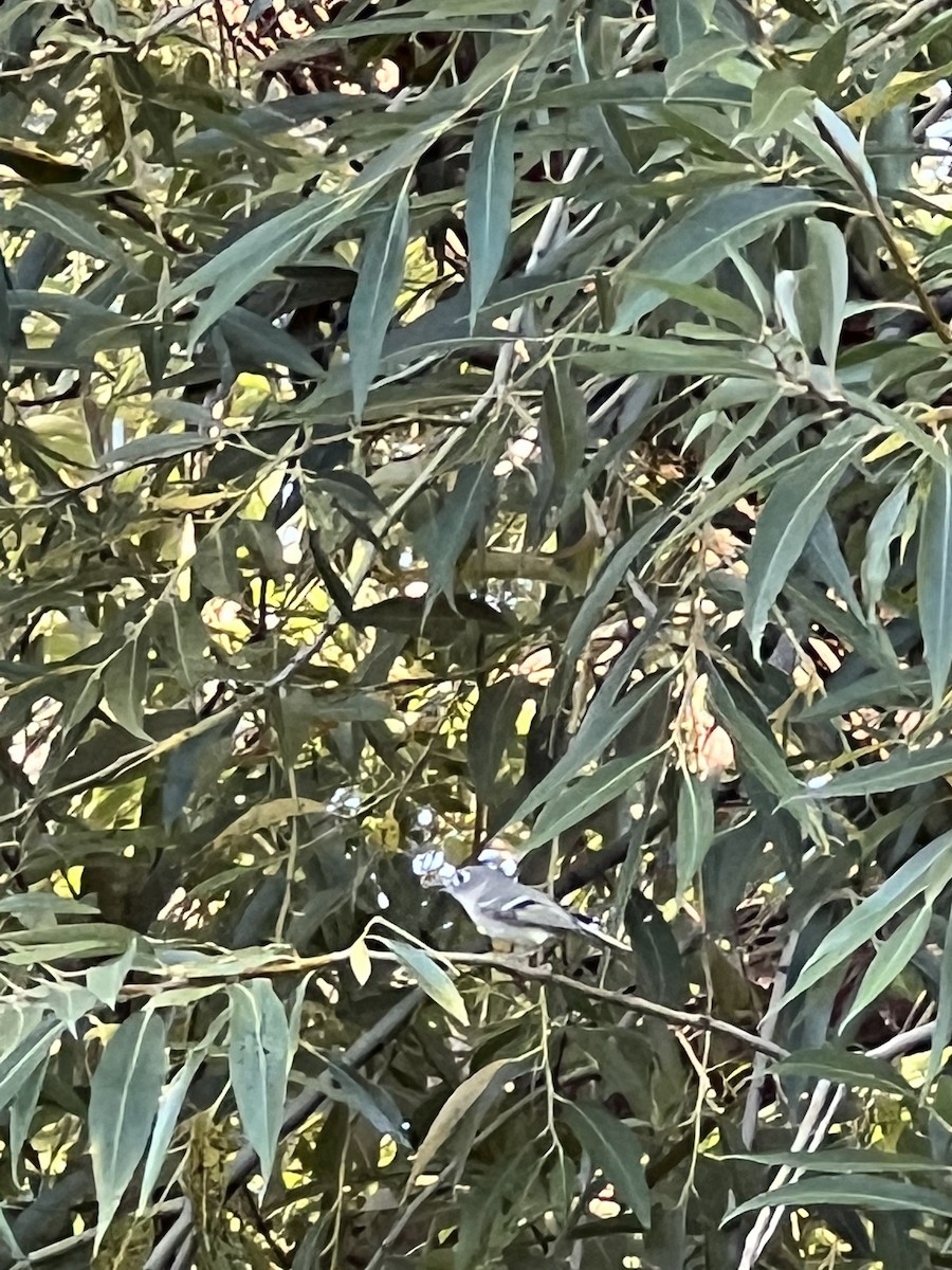 Ruby-crowned Kinglet - ML535509591