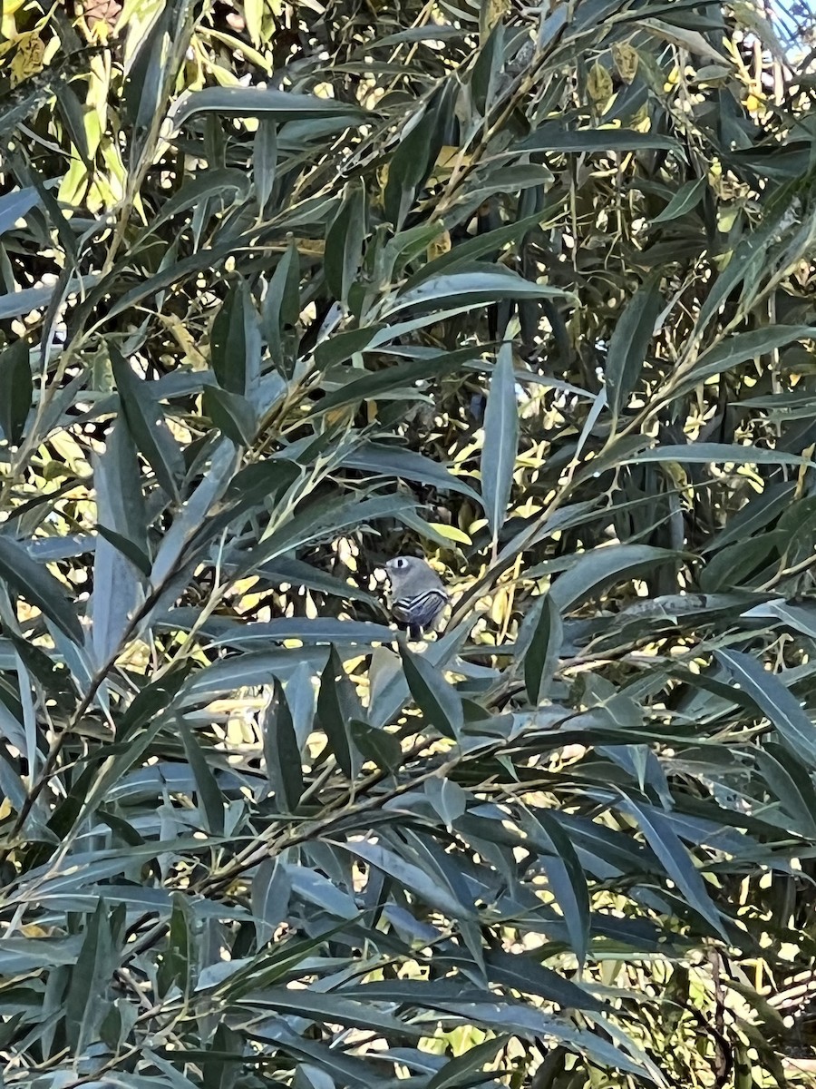 Ruby-crowned Kinglet - ML535509621