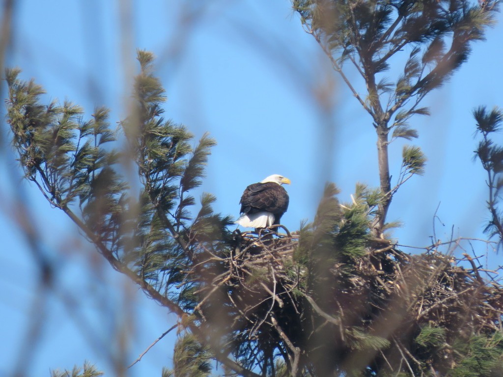 Bald Eagle - ML535512891