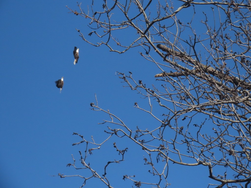 Bald Eagle - ML535512931