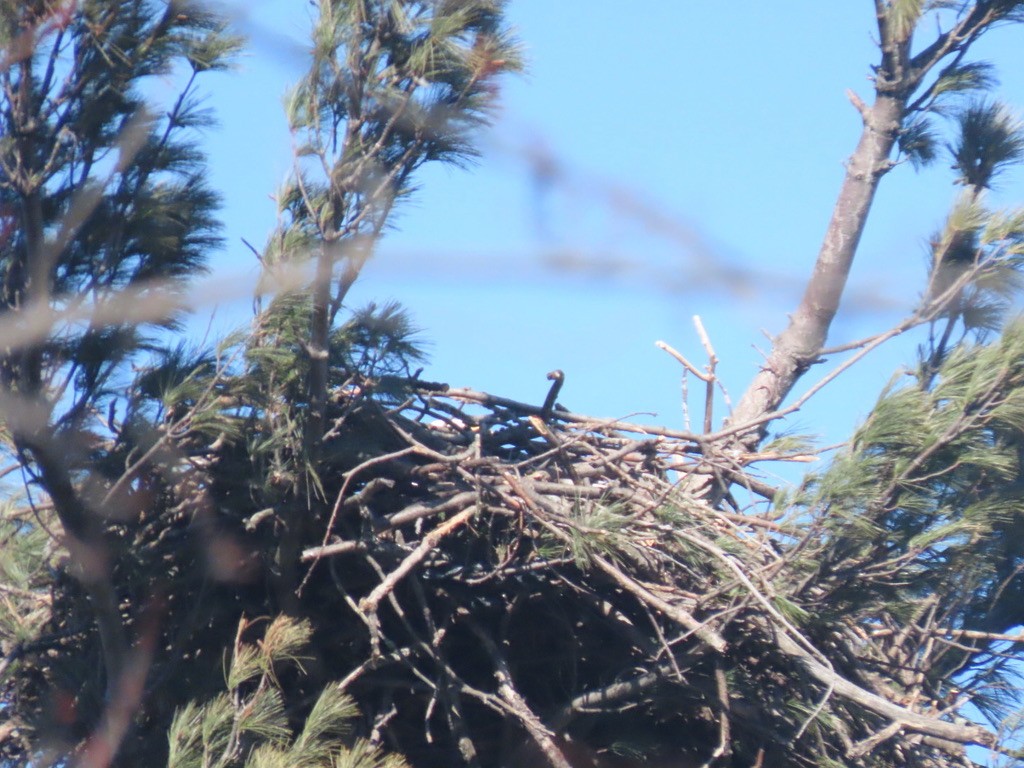 Bald Eagle - ML535513011