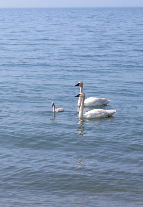 Trumpeter Swan - ML53551341