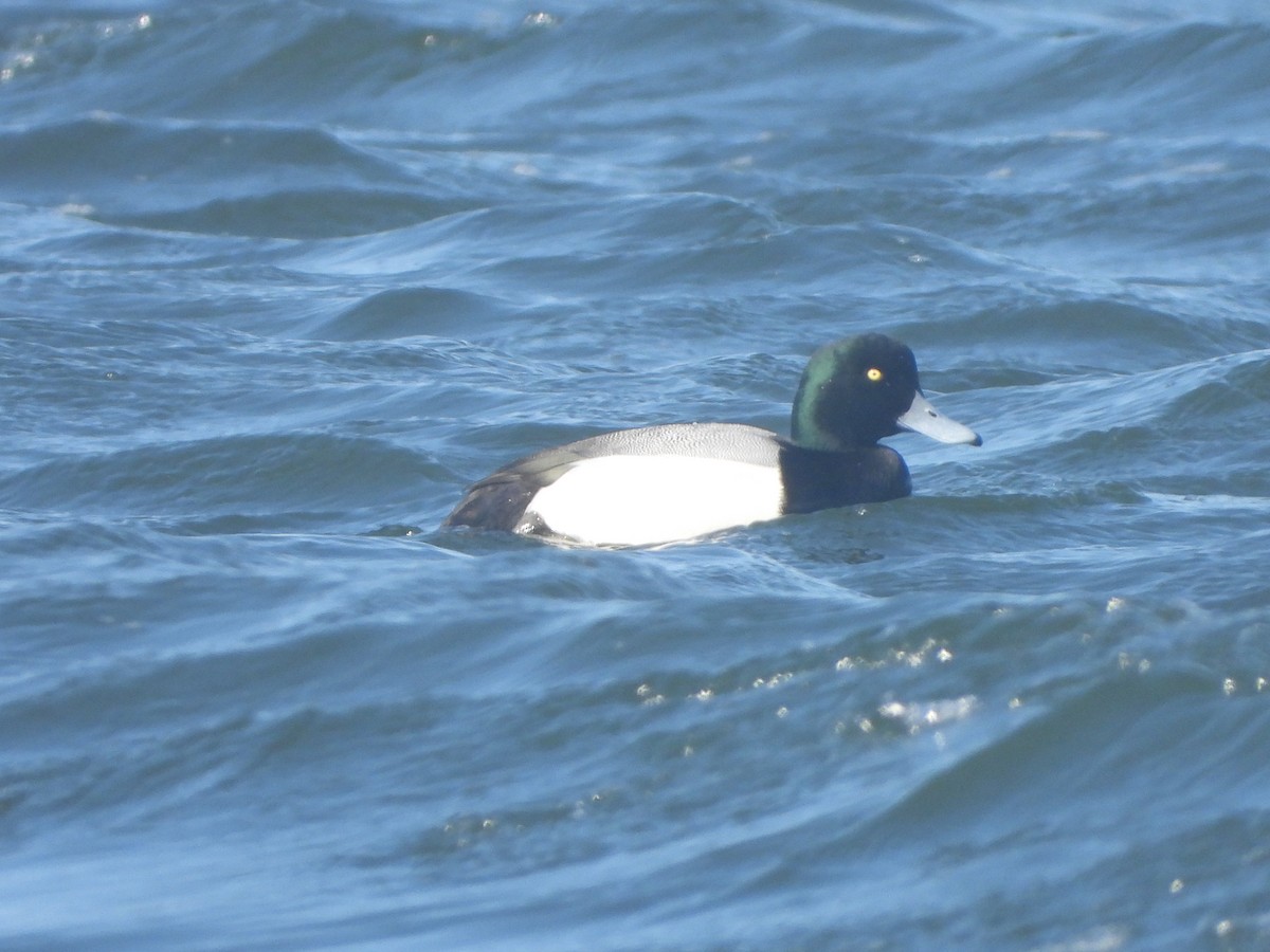 Greater Scaup - ML535513861