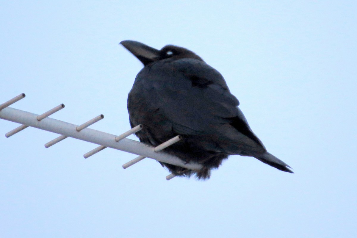 Large-billed Crow - Pat McKay