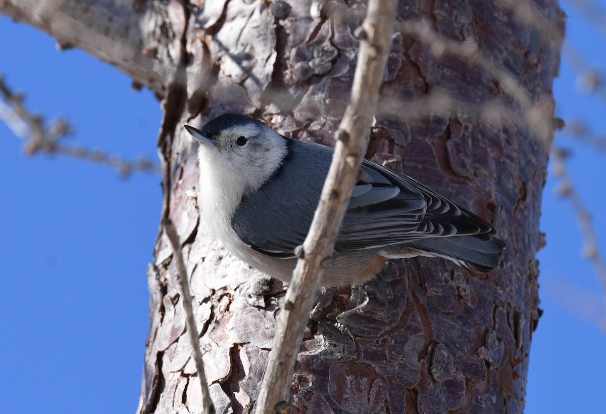 White-breasted Nuthatch - Kathy Marche