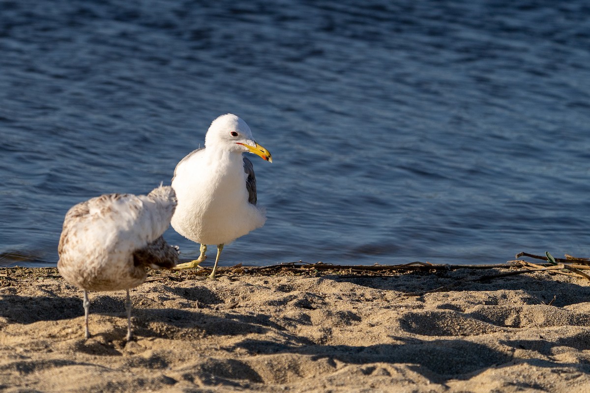 California Gull - ML535515421