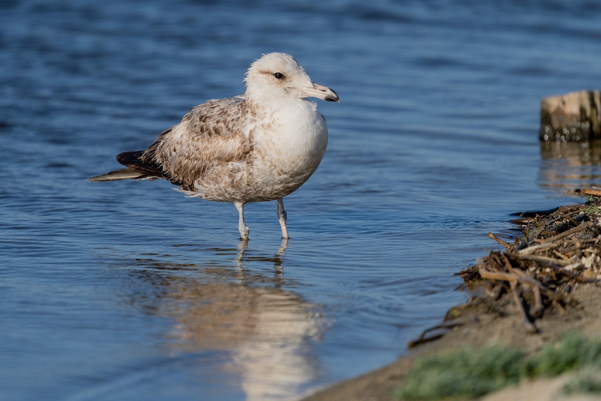 California Gull - ML535515441