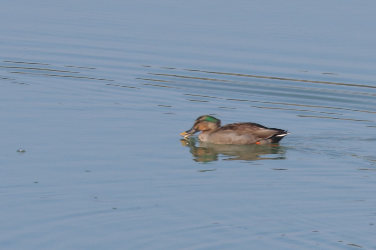 Mallard x Eastern Spot-billed Duck (hybrid) - ML535518661