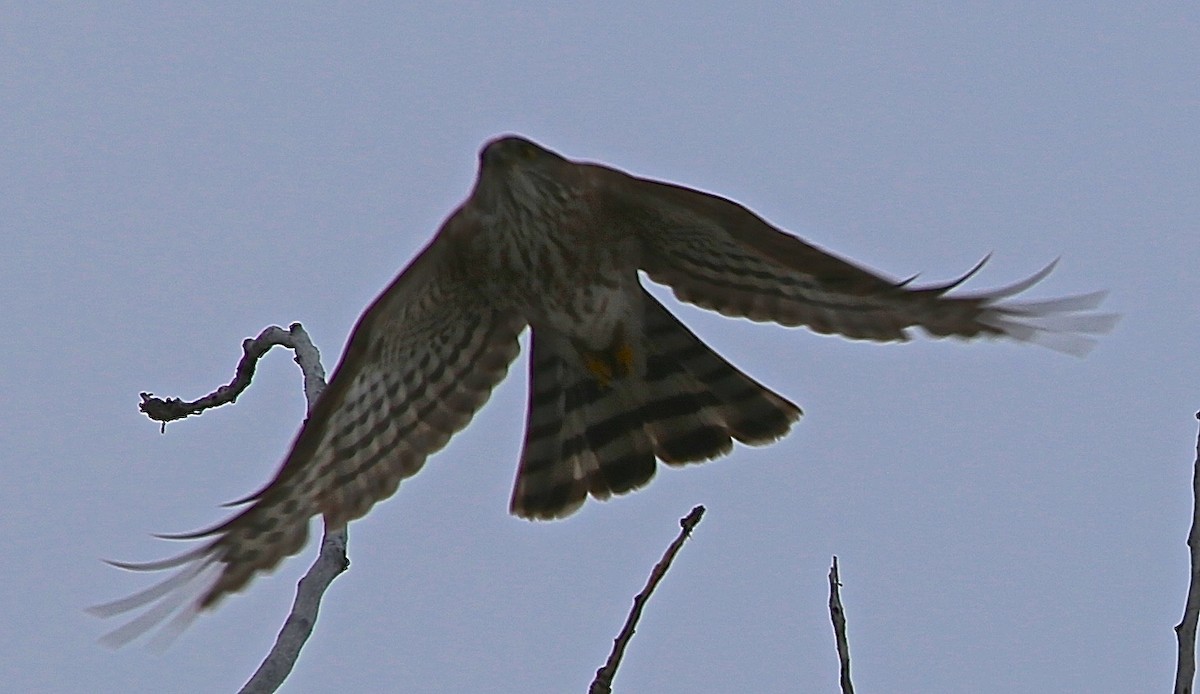 Sharp-shinned Hawk - ML53551881