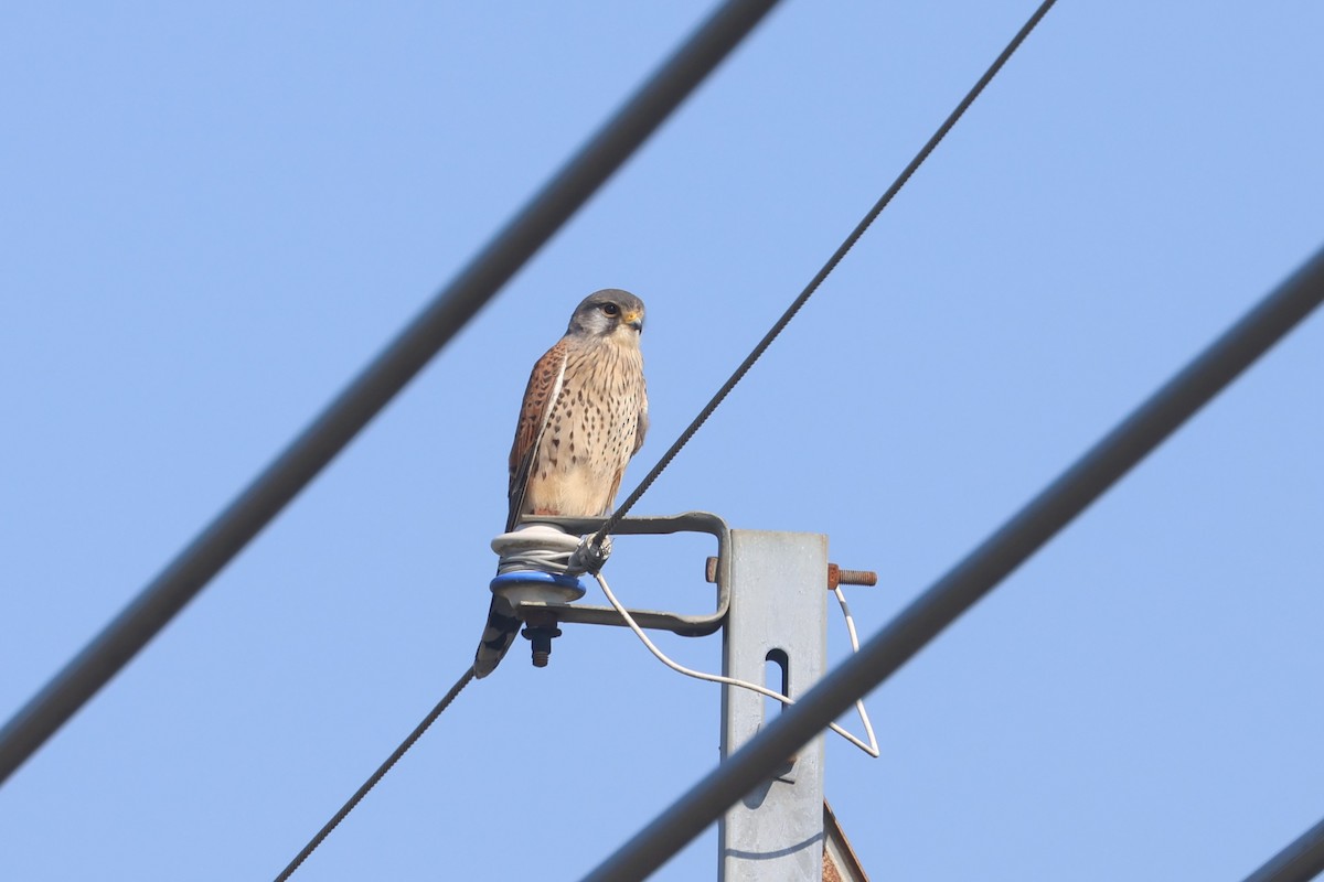 Eurasian Kestrel - ML535518821