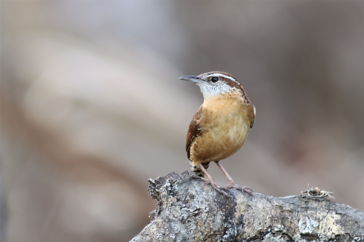 Carolina Wren - ML535519021