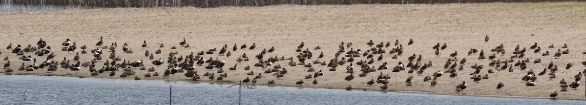 Green-winged Teal - ML53551931