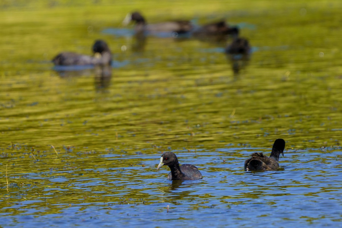 Eurasian Coot - James Churches