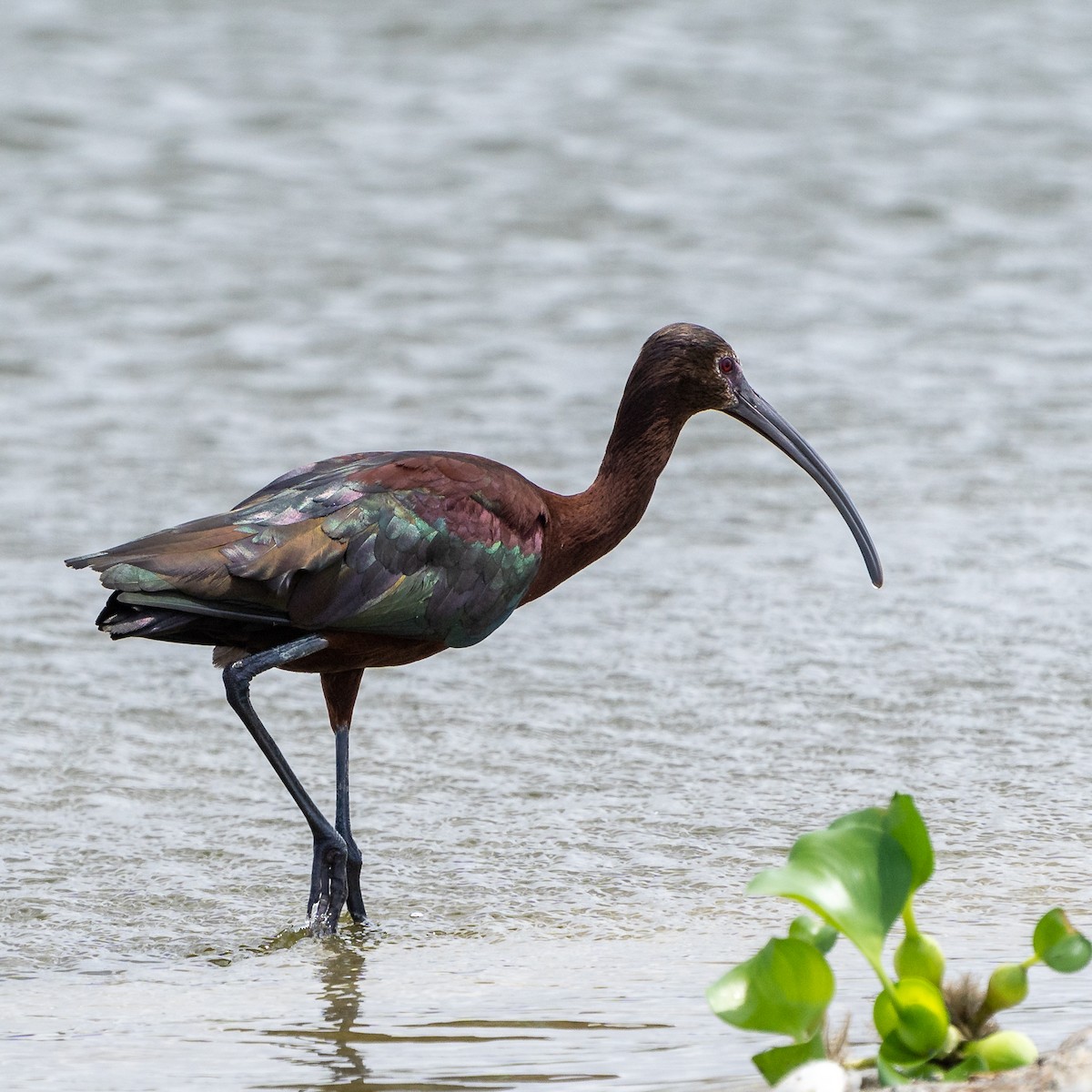 ibis americký - ML535519611