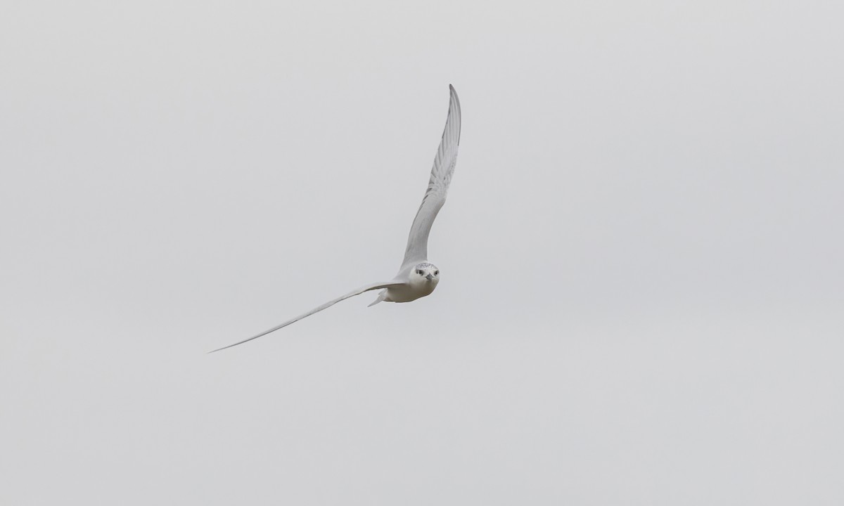Weißbart-Seeschwalbe - ML535519961