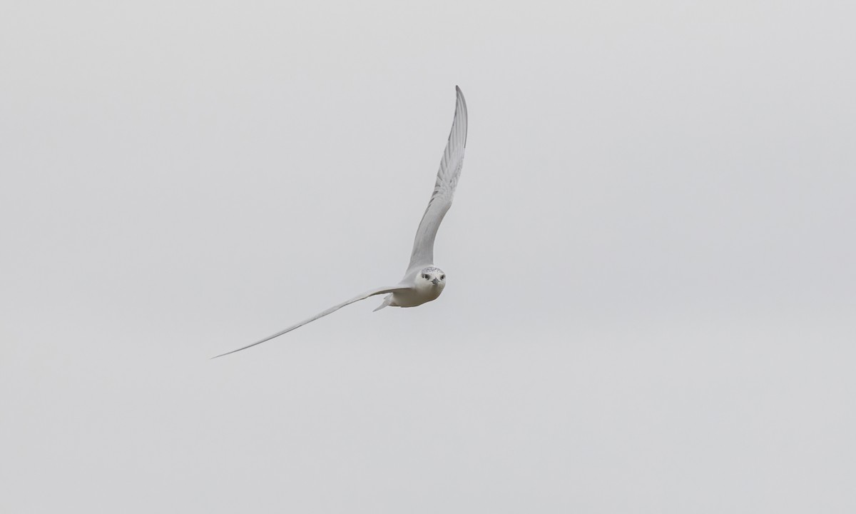 Whiskered Tern - ML535519961