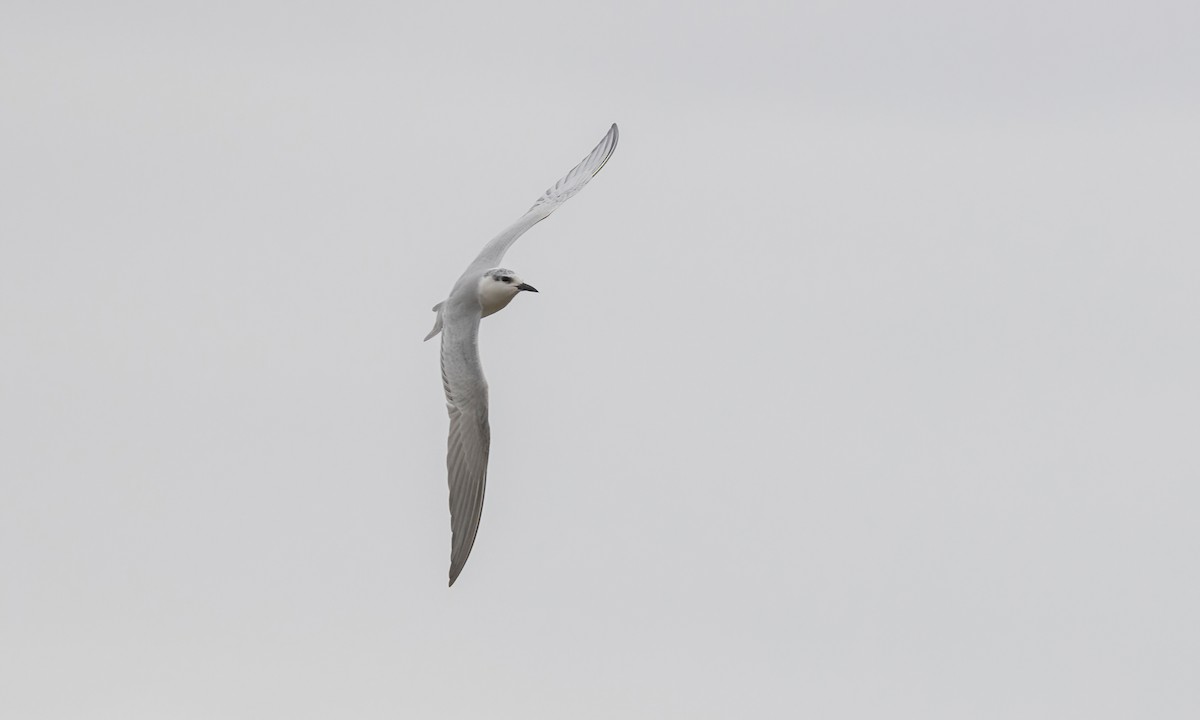 Whiskered Tern - ML535519971