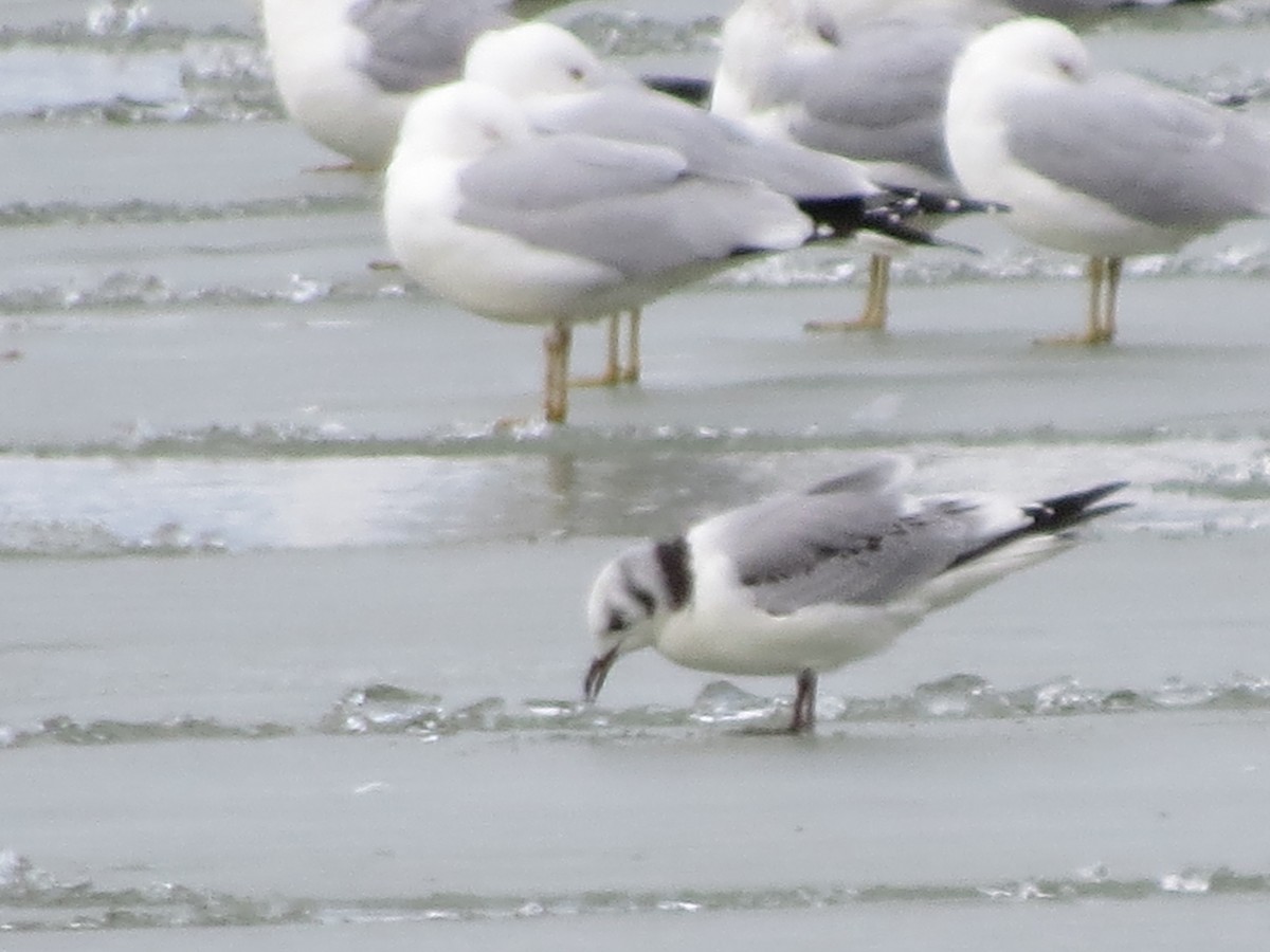 Black-legged Kittiwake - ML535521021