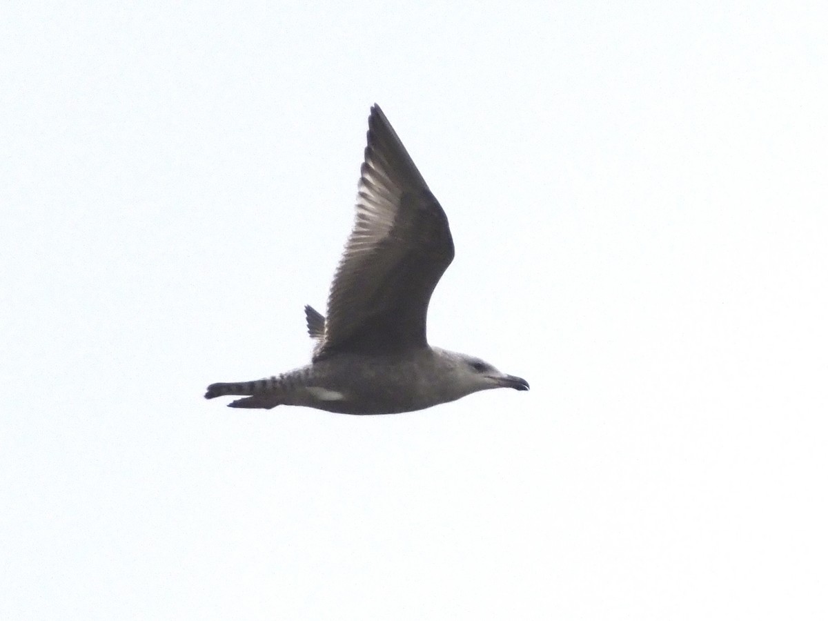 Herring Gull - Cin-Ty Lee