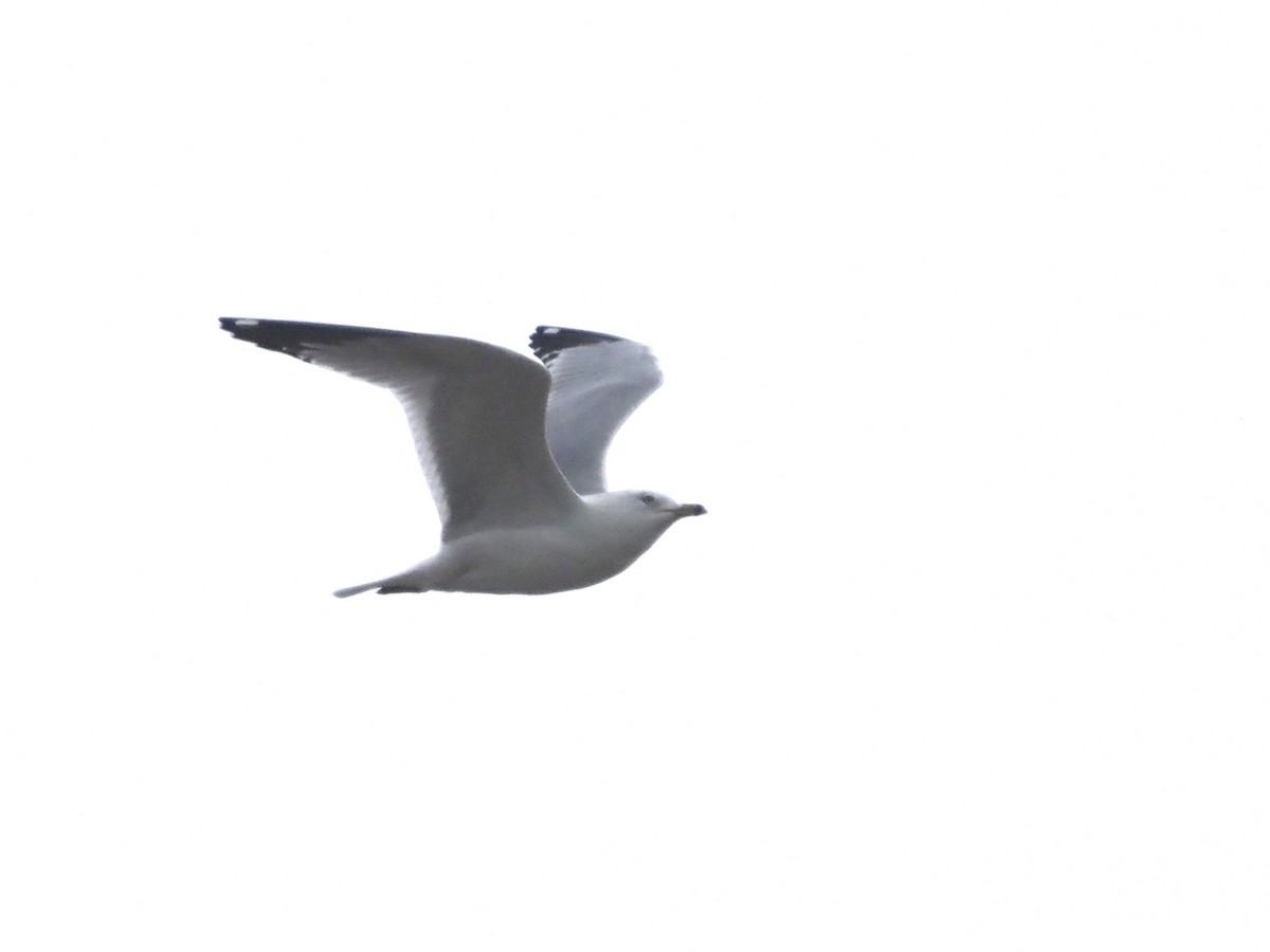 Делавэрская чайка - ML535521711