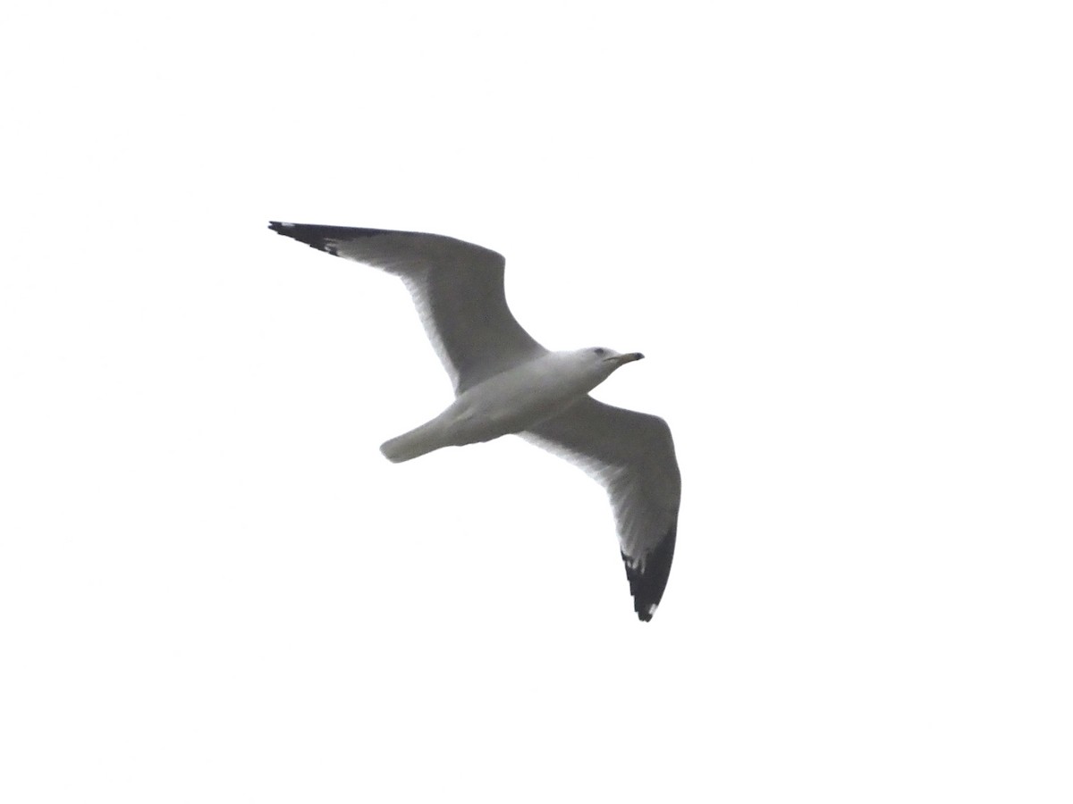 Ring-billed Gull - ML535521721