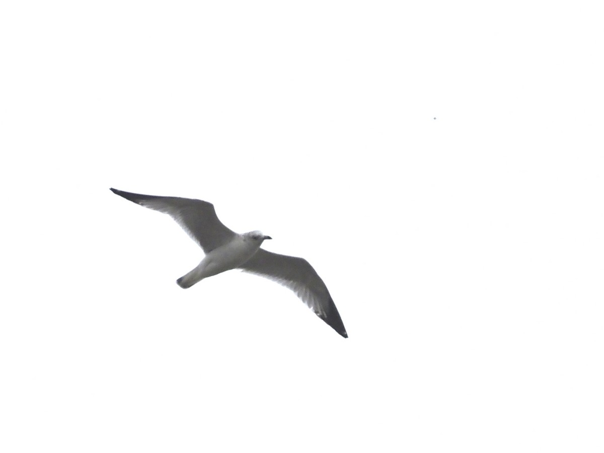 Делавэрская чайка - ML535521731