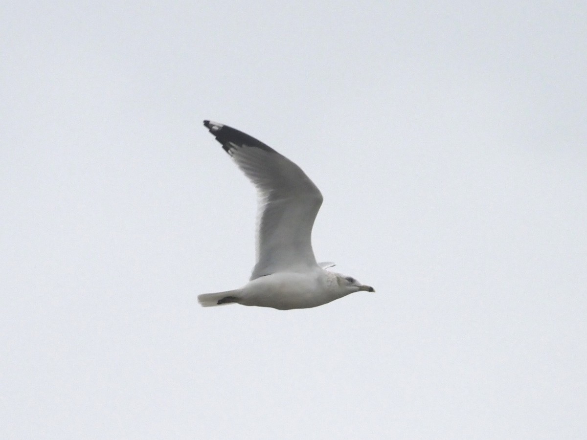 Ring-billed Gull - ML535521761