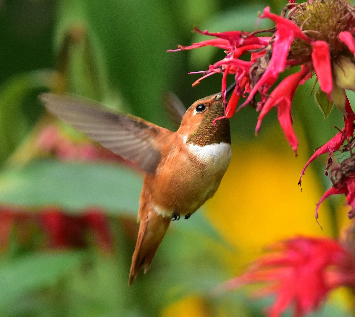 Colibrí Rufo - ML53552251