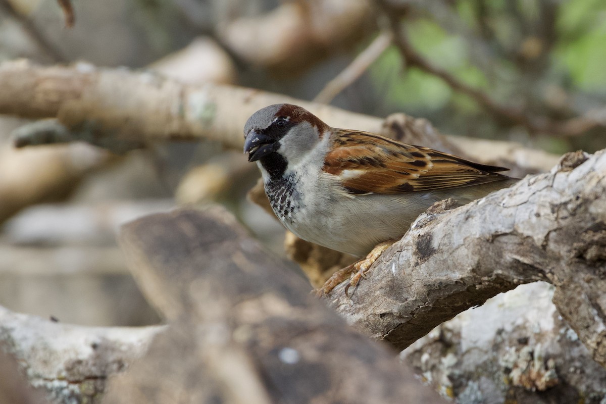 House Sparrow - Gary Desormeaux